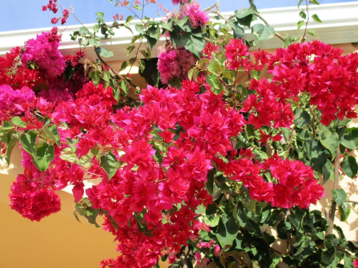 Apartamentos Monte Dos Avos, Albufeira Buitenkant foto